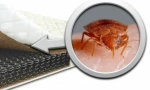 Jak zachránit matraci z bedbugs?